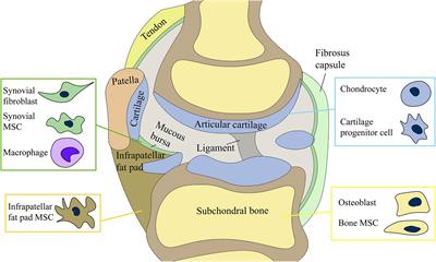 Cell Interplay in Osteoarthritis